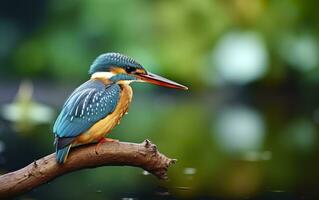 The common kingfisher wetlands bird colored feathers from different birds. Generative AI photo