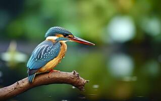 el común martín pescador humedales pájaro de colores plumas desde diferente aves. generativo ai foto