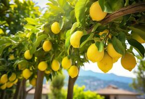 Lemons growing in a sunny garden on Amalfi coast in Italy. AI Generated photo