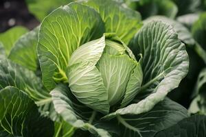 Cabbage growing in an urban garden. Cabbage leaves and head close up. Generative AI photo