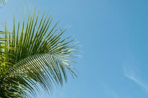 a palm tree with a blue sky in the background photo