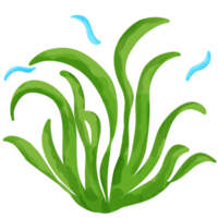 verde algas marinhas png. png