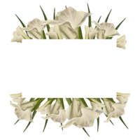 Aquarell Gladiolen. Blumen- Banner, Rahmen mit Weiß Blumen, Knospen und Blätter Hand gemalt Illustration. botanisch Design zum Hochzeit, Einladungen und Gruß Karten png