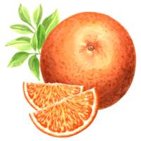 Orange mit Scheiben und Grün Blätter. Hand gezeichnet Illustration zum Design, Urlaub Einladungen und Karte, Dekorationen, Herstellung Aufkleber, Stickerei und Verpackung, Textil. png