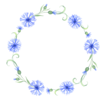 Frame with cornflower flowers. Watercolor illustration png