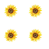Sunflowers yellow flowers, floral illustration, rustic seamless pattern png