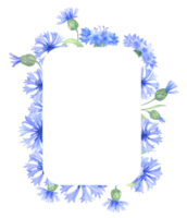 Frame with cornflower flowers. Watercolor illustration png