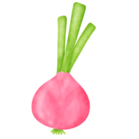 Watercolor Onion Clipart - Hand-Drawn Digital Vegetable Illustrations png