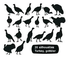 Image of black silhouettes of domesticated birds. Turkey, gobbler, position standing, walking. vector