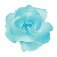 Vector beautiful blue rose isolated on white background photorealistic gradient mesh