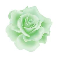 vector verde Rosa flor en aislado antecedentes
