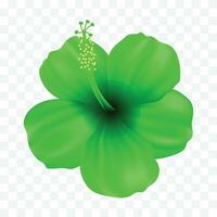 Vector a green gumamela flower isolated