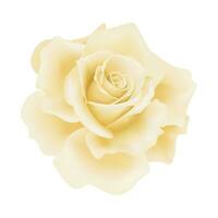 Vector yellow rose flower on isolated background