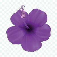 Vector a purple gumamela flower isolated