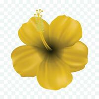 Vector a yellow gumamela flower isolated