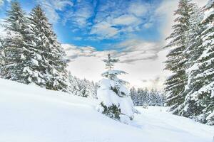 Lots of snow in clearing in the forest photo