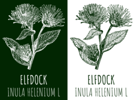 Drawings ELFDOCK. Hand drawn illustration. Latin name INULA HELENIUM L. png