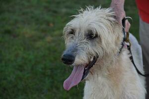 Terrific Irish Wolfhound Dog With His Tongue Out photo