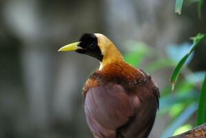 Yellow Headed and Beaked Bird Looking Over Shoulder photo