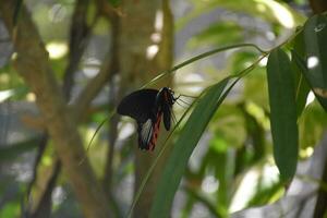 Up Close and Personal of a Butterfly photo