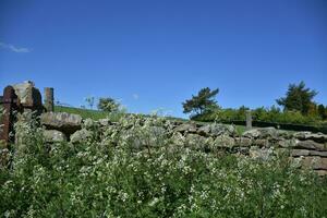 Wildflowers Growing by a Stone Wall in England photo