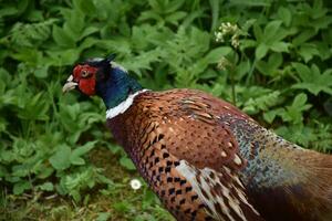 Fantastic Pheasant with Wonderfully Patterned Wings photo