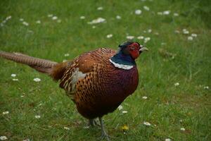 Wary Eye of a Game Pheasant in England photo