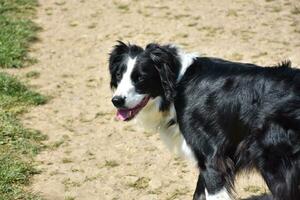 A Direct Look Into the Face of a Border Collie photo