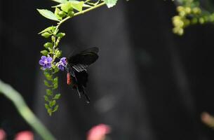 rojo y negro cola de golondrina mariposa en púrpura flores foto