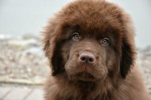 Fluffy Chocolate Brown Newfoundland Puppy Dog Up Close photo