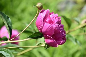 Peony Budding and Flowering in a Garden photo