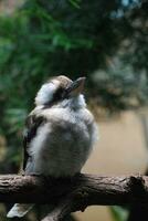 riendo Kookaburra pájaro en un rama en un árbol foto