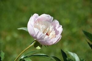 Flowering White and Light Pink Peony Blossom Blooming photo