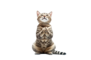 lindo gato isolado em branco transparente fundo , ai generativo png