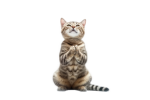 lindo gato isolado em branco transparente fundo , ai generativo png