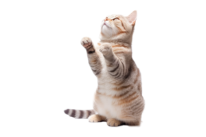 Beautiful cat isolated on white transparent background , AI Generative png