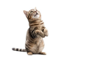 schön Katze isoliert auf Weiß transparent Hintergrund , ai generativ png