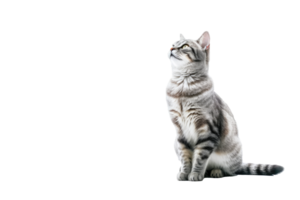 schön Katze isoliert auf Weiß transparent Hintergrund , ai generativ png