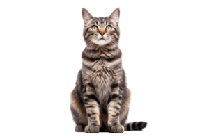 schön Katze isoliert auf Weiß transparent Hintergrund , ai generativ png