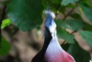 Terrific Look at a Victoria Crowned Pigeon photo