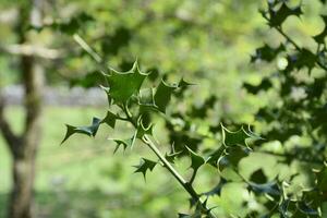 A Close Up Look at a Thorny Common Holly Bush photo