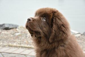Adorable Brown Furry Newfoundland Puppy Dog Peering Up photo