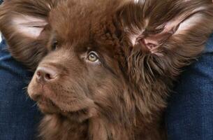 Brown Newfoundland Pup With His Ears Up photo