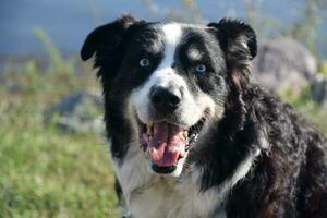 Looking Into the Face of an Australian Shepherd photo