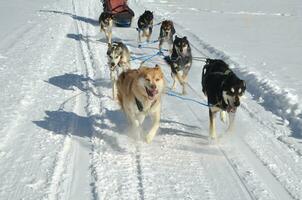 Snow Kicked Up Under the Paws of a Sled Dog Team photo