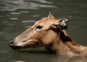 Juvenile Pere Davids Deer in Murky Water photo