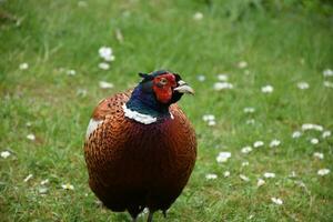 Beautiful Ring Necked Pheasant in the Sprintime photo