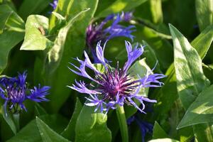 Lovely Flowering Cornflower Blossom in a Garden photo