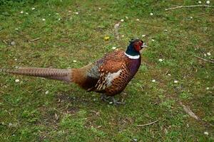 Stunning Wild Pheasant in the Spring in England photo