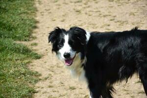 Sweet Smiling Black and White Border Collie Dog photo